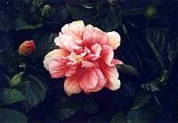 rose037_3.jpg
