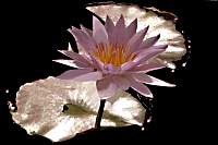 rose039_9.jpg